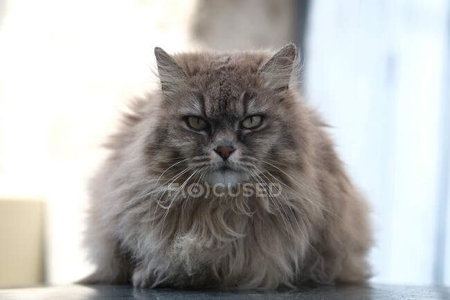 Portrait of a cat — Stock Photo