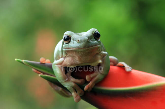 Australian green tree frog on a flower bud, Indonesia — Stock Photo