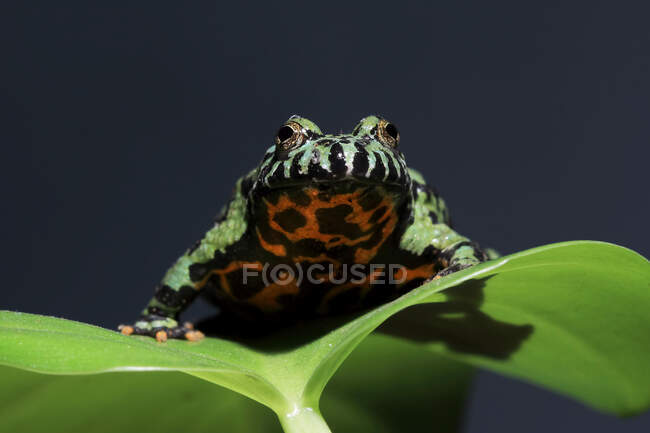 Огнебрюхая жаба (Bombina orientalis) на листе, Индонезия — стоковое фото