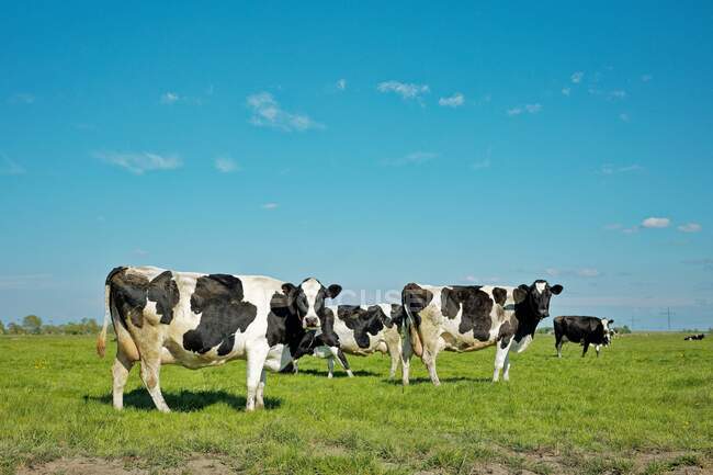 Vacas de pie en un campo, Frisia Oriental, Baja Sajonia, Alemania - foto de stock