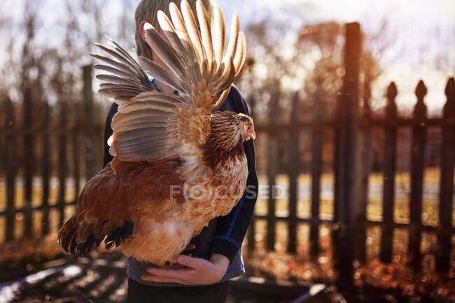 Garçon debout dans le jardin tenant un poulet, États-Unis — Photo de stock