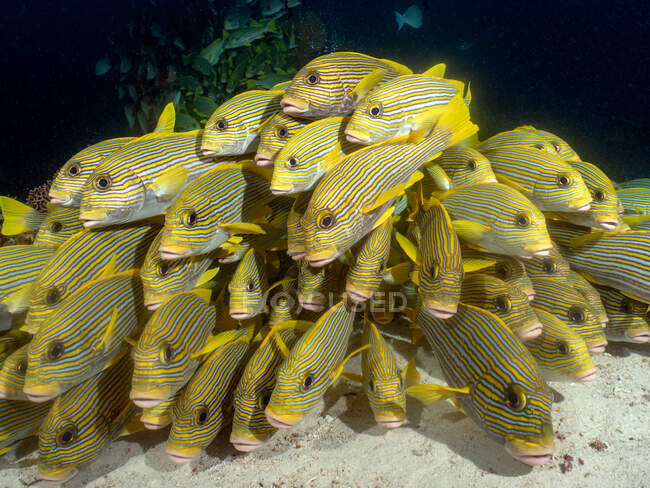 Hermosa bandada de peces de mar en el acuario - foto de stock