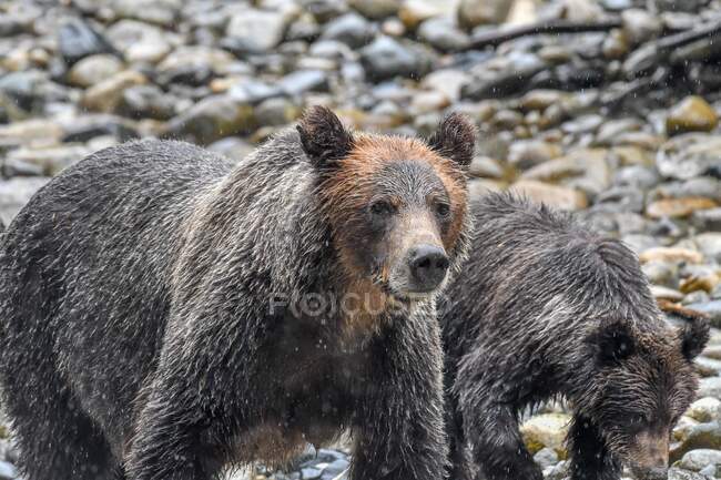 Grizzly-Mutter und ihr Junges beim Spaziergang in einem Fluss, Kanada — Stockfoto