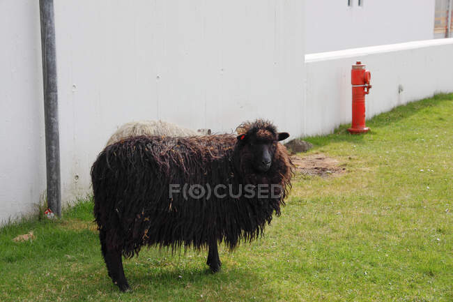 Black Sheep em pé perto de um edifício, Ilhas Faroé, Dinamarca — Fotografia de Stock