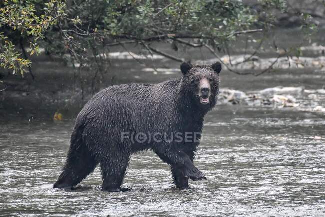 Portrait of a Juvenile Grizzly bear walking in a river, Canada — Foto stock