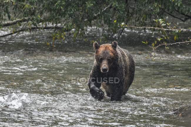 Grizzlybär läuft in einem Fluss, Kanada — Stockfoto