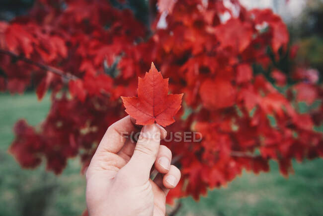 Man holding a red leaf, Russia — Stock Photo