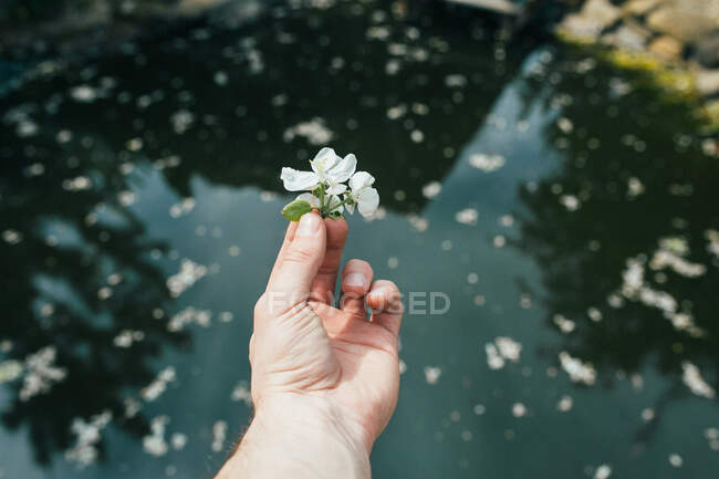 Hombre parado junto a un estanque sosteniendo una flor, Rusia - foto de stock