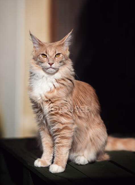Ritratto di un gatto del Maine Coon — Foto stock