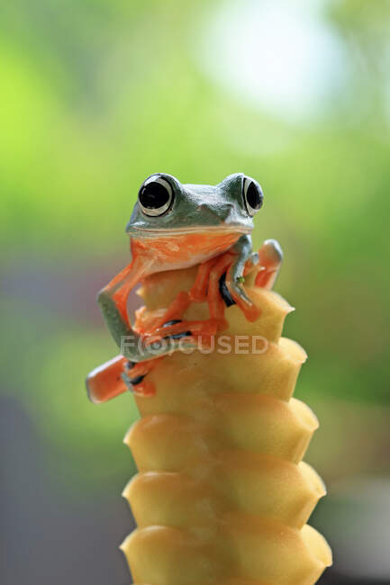 Яванова жаба на квітковому бульйоні (Індонезія). — стокове фото