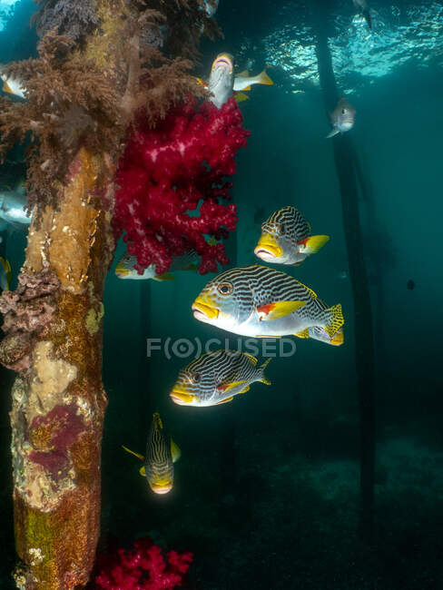 Косые свитшоты, плавающие под причалом, Райя Фанат, Западное Папуа, Индонезия — стоковое фото