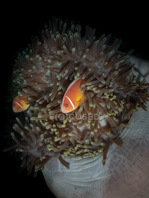 Clown Fish in coral reef, Raja Ampat, Papua occidentale, Indonesia — Foto stock