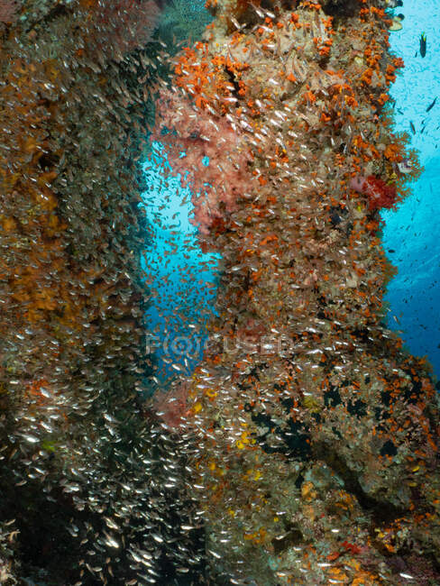 Glassfish swimming on коралловый риф, Raja Zhabat, Западное Папуа, Индонезия — стоковое фото