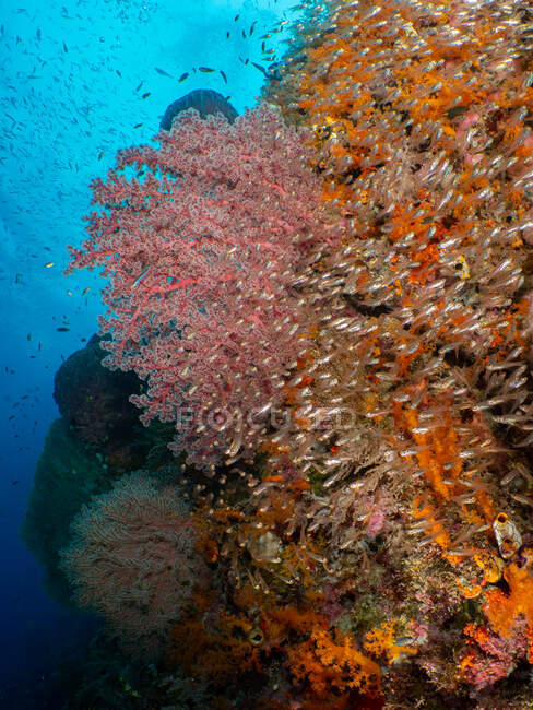 Peixes de vidro nadando em um recife de coral, Raja Ampat, Papua Ocidental, Indonésia — Fotografia de Stock