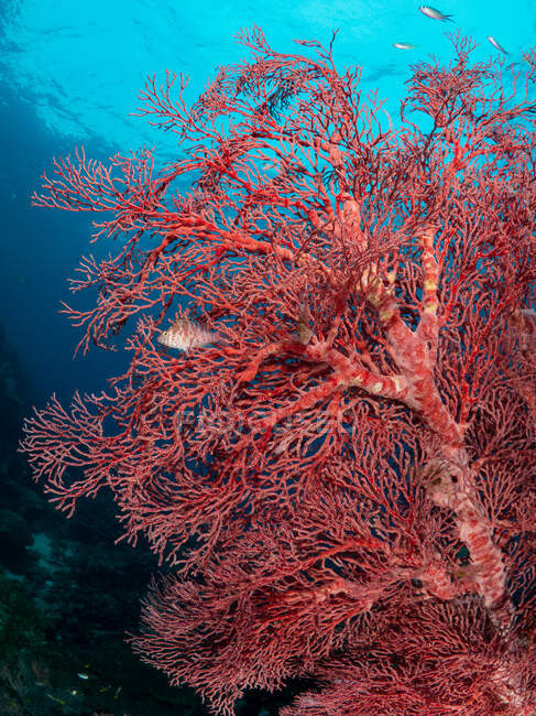 Longnose hawkfish swimming on coral reef, Raja Ampat, West Papua, Indonesia — Stock Photo