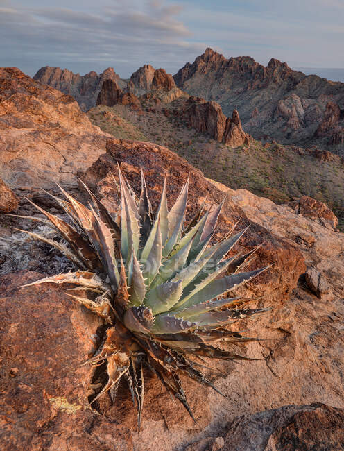 Cactus poussant dans la réserve nationale de faune de Kofa, Arizona, États-Unis — Photo de stock