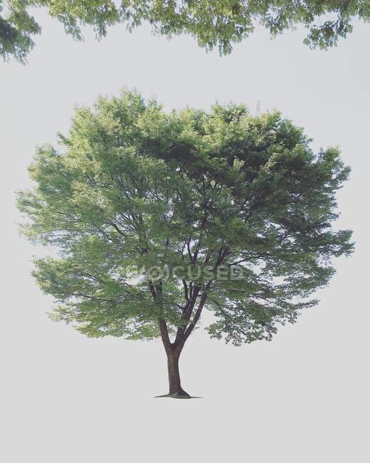 Primo piano di un albero solitario, Corea del Sud — Foto stock