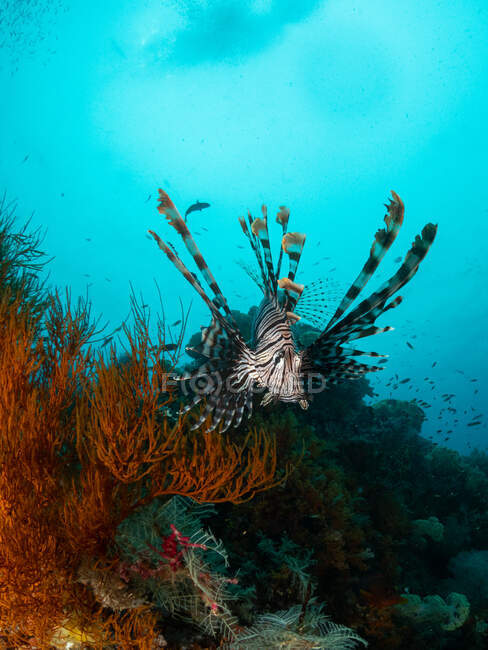 Риби - леви, що плавають на коралових рифах, раджа - ампат, захід Папуа, Індонезія. — стокове фото