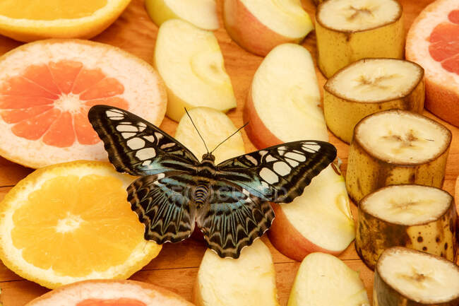 Farfalla atterraggio su frutta tagliata, Canada — Foto stock