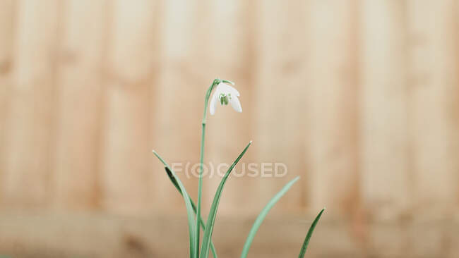 Primer plano de la flor nevada - foto de stock