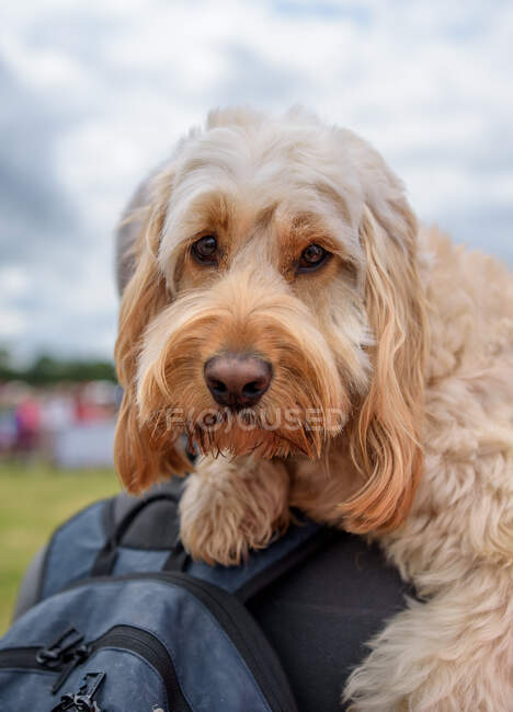 Retrato de um cão sendo transportado pelo seu proprietário — Fotografia de Stock