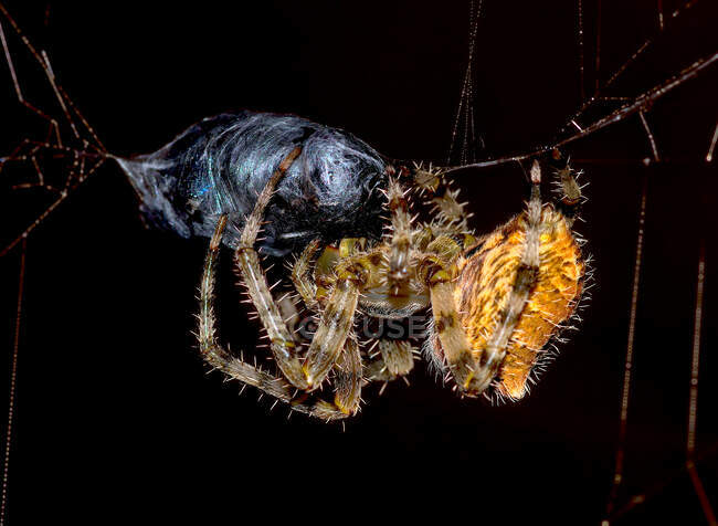 Orb Weaver Spider Capturing Horsefly, Arizona, Vereinigte Staaten — Stockfoto