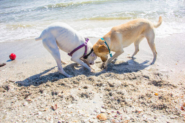 Dois cães cavando um buraco na praia, Estados Unidos — Fotografia de Stock