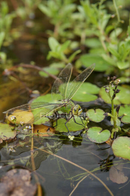 Southern Hawker dragonfly (Aeshna cyanea) laying eggs in a pond, England, United Kingdom — Stock Photo