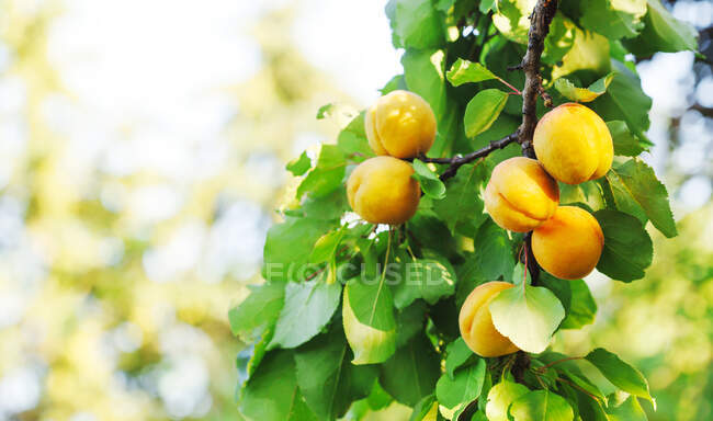 Nahaufnahme von Aprikosen, die auf einem Baum wachsen, Kanada — Stockfoto