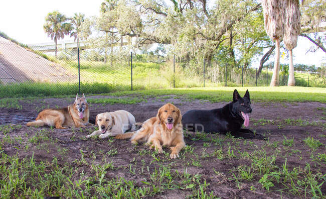 Quatro cães deitados em um parque de cães, Estados Unidos — Fotografia de Stock
