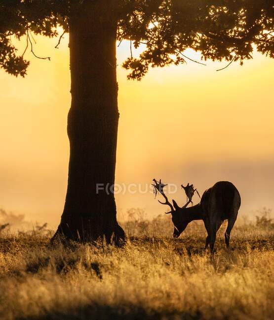 Portrait of a stag grazing at sunset, Bushy Park, Richmond upon Thames, United Kingdom — Stock Photo