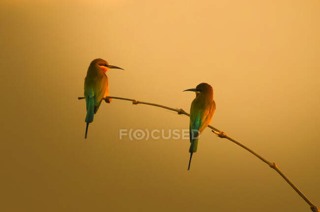Deux oiseaux sur une branche au coucher du soleil, Indonésie — Photo de stock