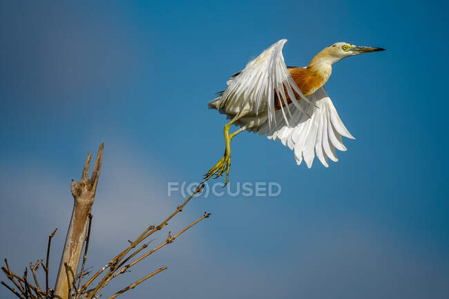 Bird decolando, Indonésia — Fotografia de Stock