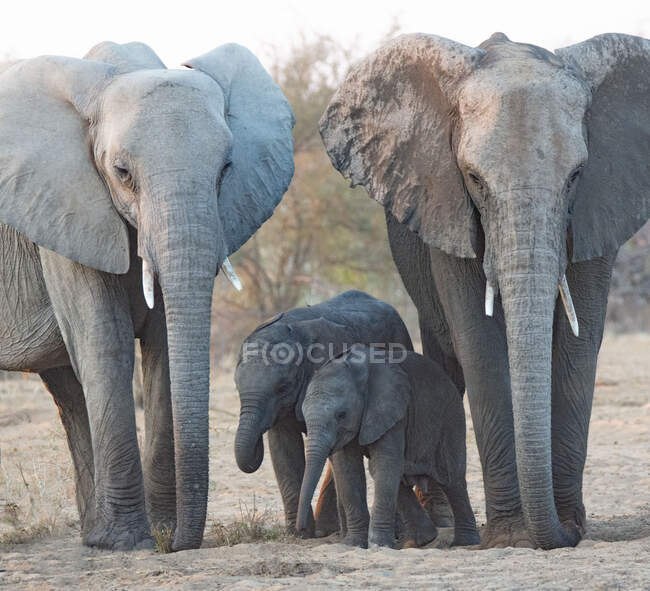 Zwei Elefanten mit Elefantenjungen, Etosha Nationalpark, Namibia — Stockfoto