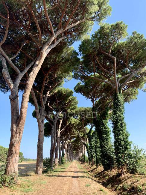 Дорога под деревьями, Сан-Фабрицио, Тоскана, Италия — стоковое фото