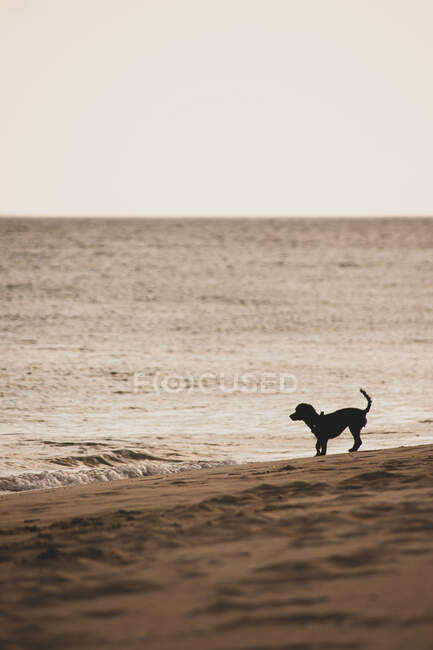 Дог, стоящий на площади Playa del Matorral, Фуэртевентура, Канарские острова, Испания — стоковое фото