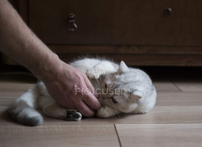 La mano del hombre acariciando un gatito - foto de stock