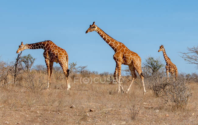 Dos jirafas macho y una jirafa reticulada, reserva nacional Masai mara, Kenia - foto de stock