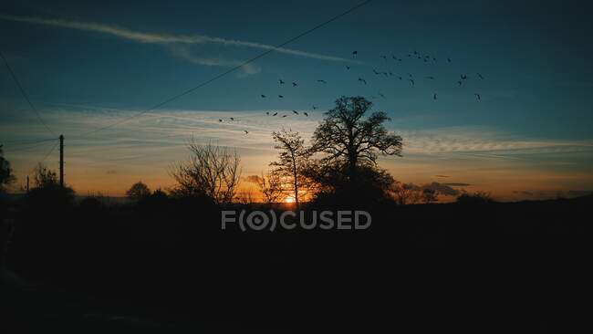 Aves que vuelan al atardecer, Inglaterra, Reino Unido - foto de stock