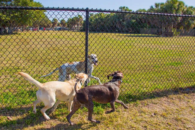 Three dogs running along either side of a fence in a public park, United States — Stock Photo