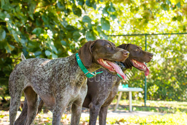 Two German shorthaired pointer dogs standing in a dog park, United States — Stock Photo