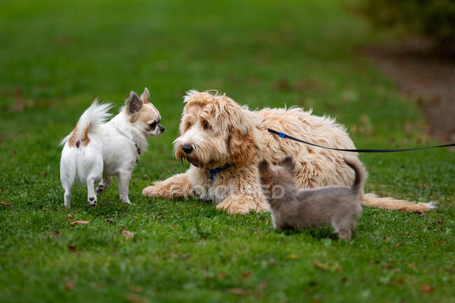 Three dogs in a public park, Ireland — Stock Photo