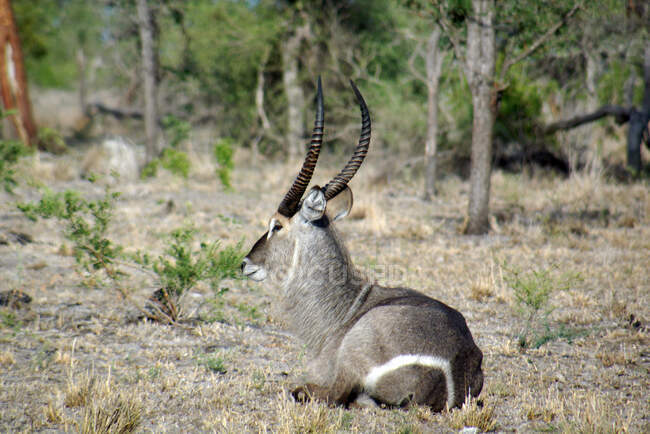 Waterbuck lying down in the bush, South Africa — Stock Photo