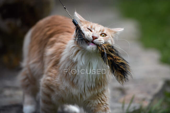 Maine Coon gato jugando con un gato varita juguete - foto de stock