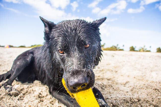 Мокра німецька вівчарка лежить на пляжі і бавиться з пластмасовою іграшкою (США). — стокове фото