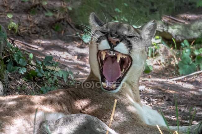 Angry Cougar gruñendo, Estados Unidos - foto de stock