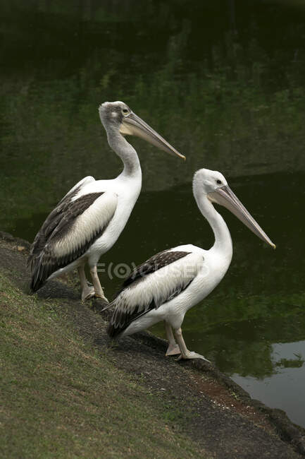 Dois pelicanos em rochas por um rio, Indonésia — Fotografia de Stock