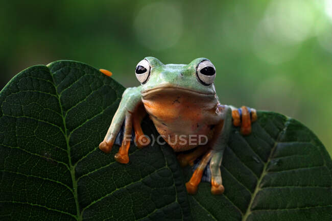 Flying frog (rachophorus reinwardtii) on a leaf, Indonesia — Stock Photo