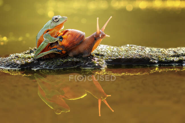 Frog on top of a snail on a rock, Indonesia — Stock Photo