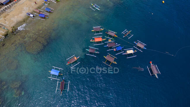 Overhead view of people in traditional boats looking at whale sharks, Gorontalo, Indonesia — Stock Photo
